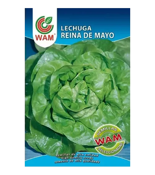 Semilla de lechuga REINA DE MAYO