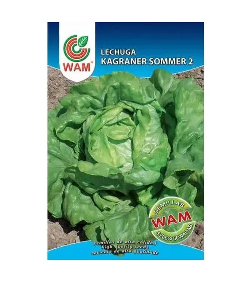 Semilla lechuga Kagraner Sommer 2