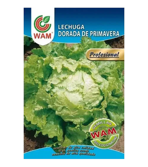 Semilla de lechuga DORADA de primavera