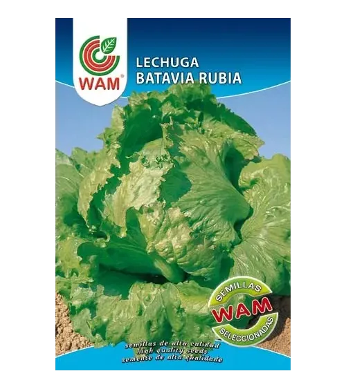 Semilla lechuga batavia rubia