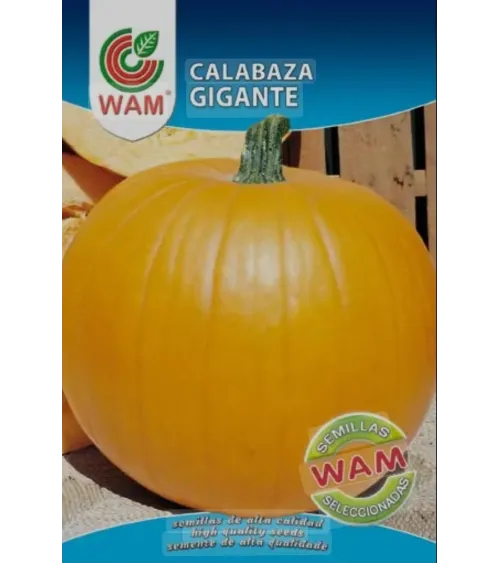 Semilla calabaza gigante amarilla