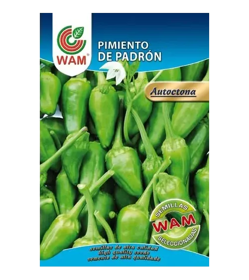 Semilla pimiento padron variedad origen gallego